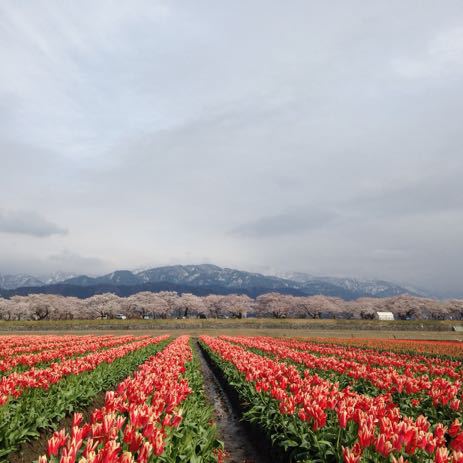 舟川（朝日町）の桜・２０１５０４０８_a0026413_19465019.jpg