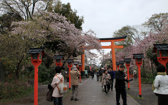 平野神社 2015さくら情報35_e0048413_22026100.jpg