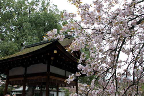 平野神社 2015さくら情報35_e0048413_2212824.jpg