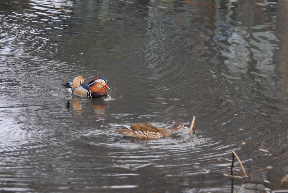 2015年4月「北海道大学のオシドリ夫婦」 \"A mandarin duck couple in Hokkaido University\"_c0219616_1705990.jpg