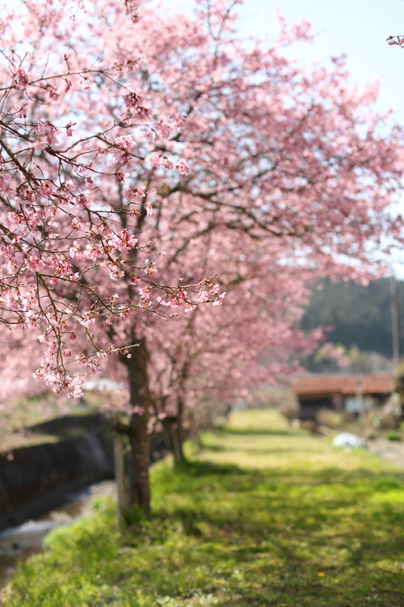 桜_e0156317_2102484.jpg