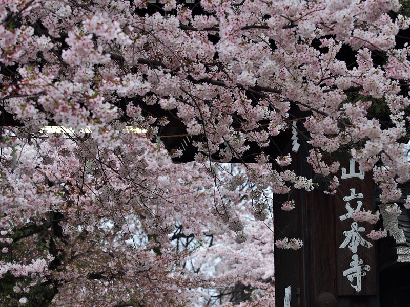 花冷え　立本寺_d0266327_8575428.jpg