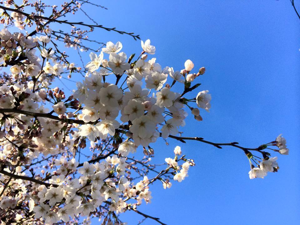 桜ラン♡_a0231828_20161241.jpg