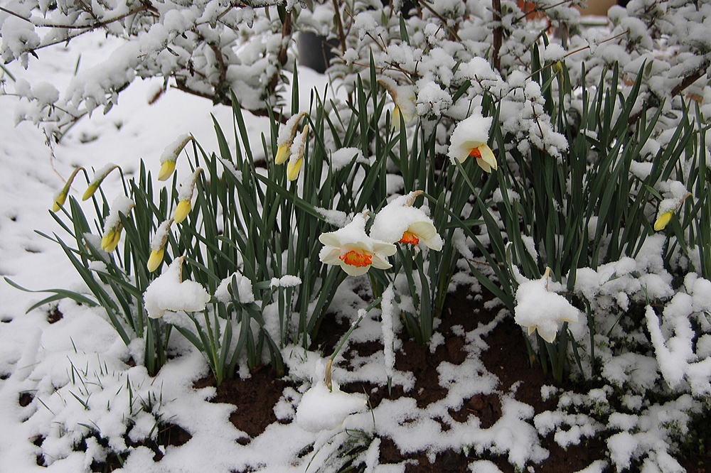 雪になった菜種梅雨_b0189231_750118.jpg