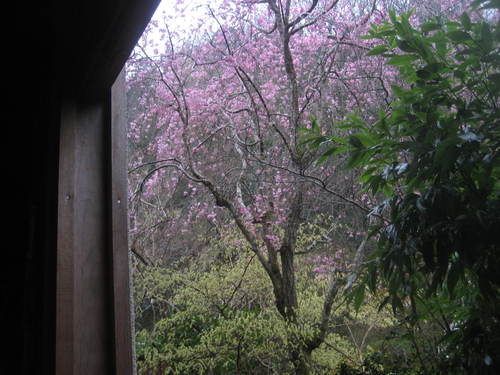 ２０１５春、桜さくら。。_b0166435_23253346.jpg