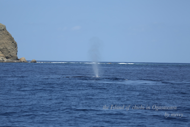 小笠原諸島　父島へ 〜ホエールウォッチング〜_a0207736_1162561.jpg