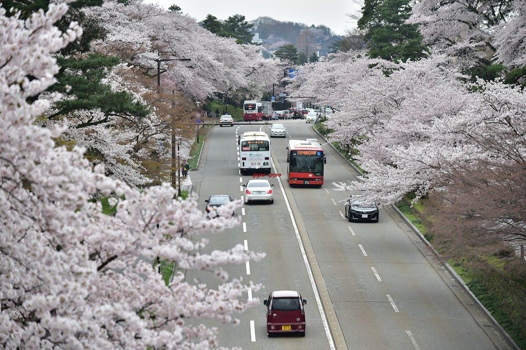 百万石の桜 １_b0311736_21334969.jpg