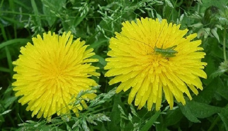 布とお茶を巡る旅 布とお茶を巡る旅