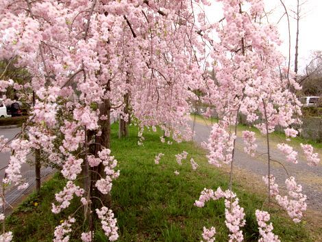 散る桜残る桜も散る桜_d0093936_14245866.jpg