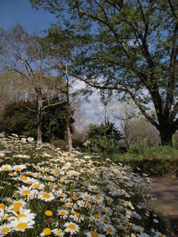 延岡植物園_b0199742_6373549.jpg