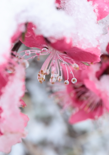 4月8日、季節はずれの雪が降る!_e0227942_22374070.jpg