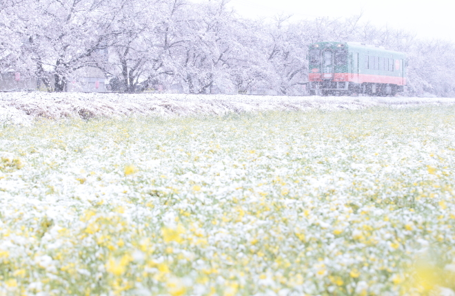 4月8日、季節はずれの雪が降る!_e0227942_22455382.jpg