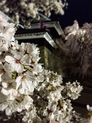 夜桜見物_a0292043_21151565.jpg