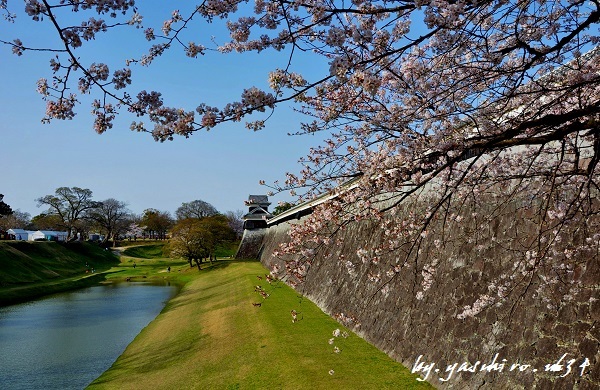 熊本城と桜_b0343543_22251137.jpg