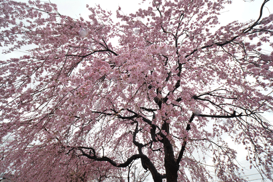 c0093046_1152158.gif