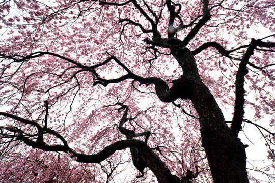 c0093046_115472.gif