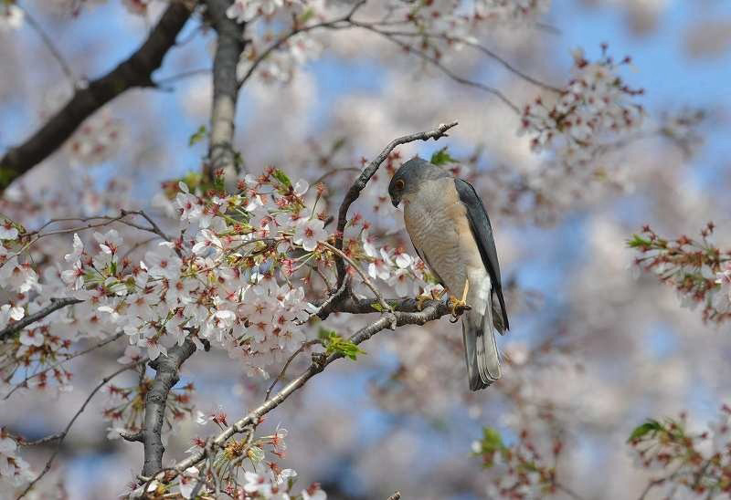 散りゆく桜の中で・・・ツミ_c0233349_13323351.jpg