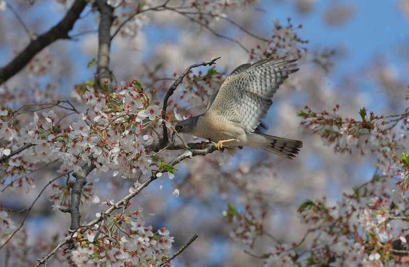 散りゆく桜の中で・・・ツミ_c0233349_13332013.jpg