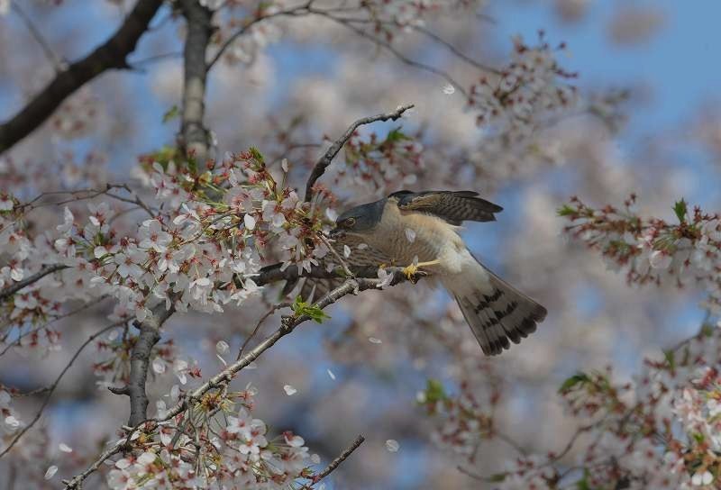 散りゆく桜の中で・・・ツミ_c0233349_13334312.jpg