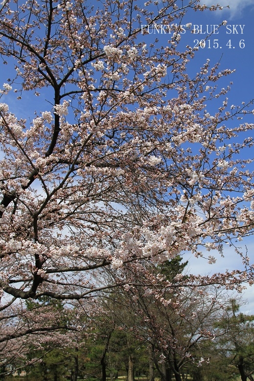 １１回目の桜*_c0145250_1159168.jpg