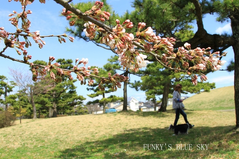 １１回目の桜*_c0145250_120792.jpg