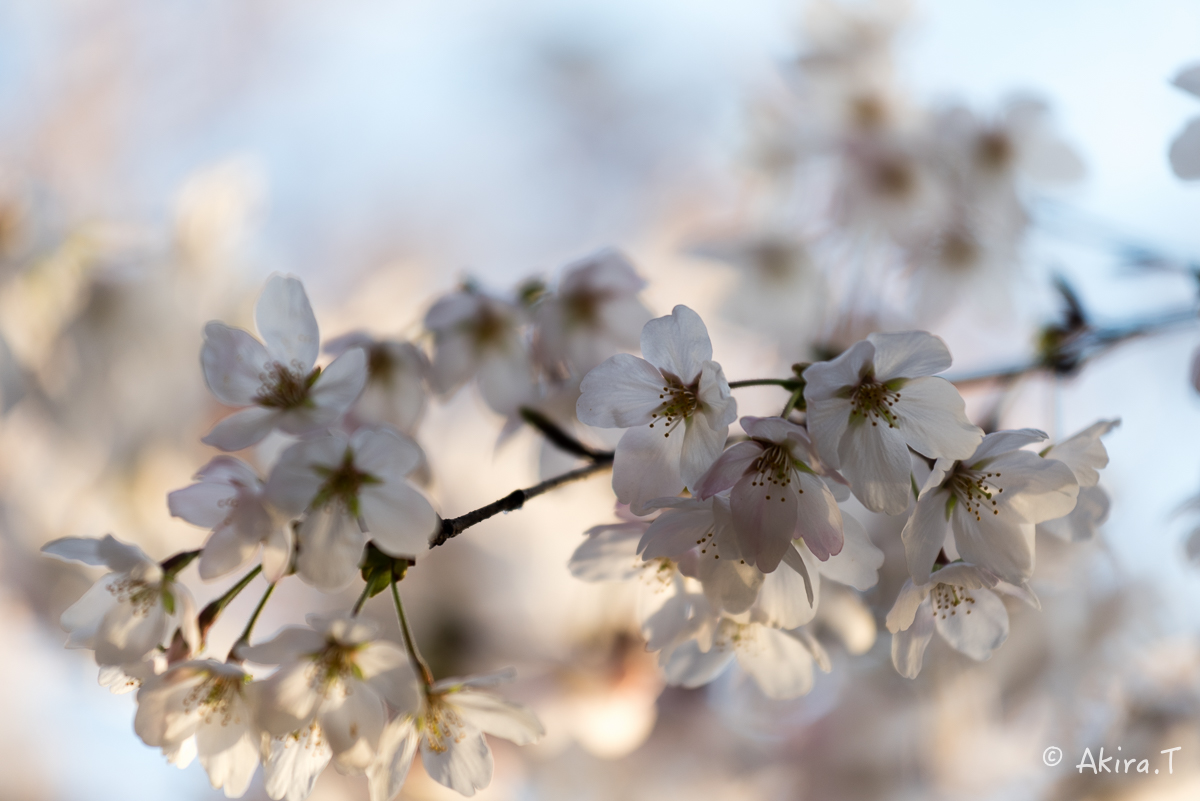 京都の桜 2015　〜祇園白川〜　その2_f0152550_21311257.jpg