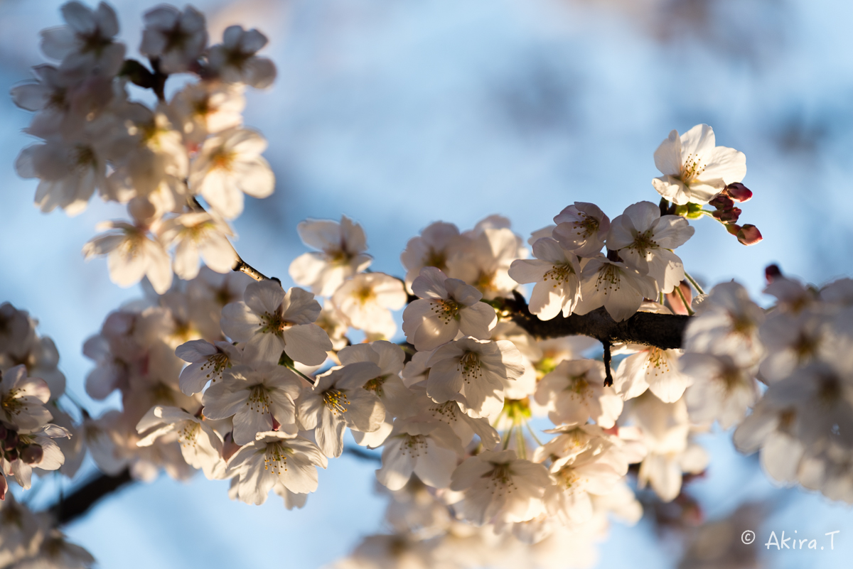 京都の桜 2015　〜祇園白川〜　その2_f0152550_21313115.jpg