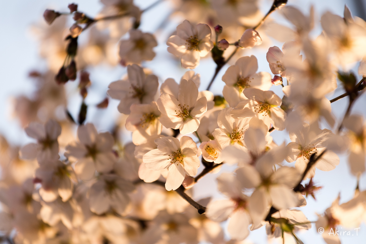 京都の桜 2015　〜祇園白川〜　その2_f0152550_21314894.jpg