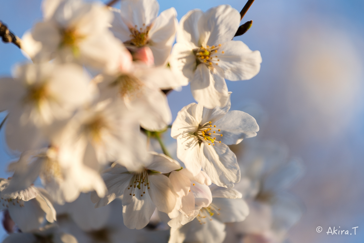 京都の桜 2015　〜祇園白川〜　その2_f0152550_21322817.jpg