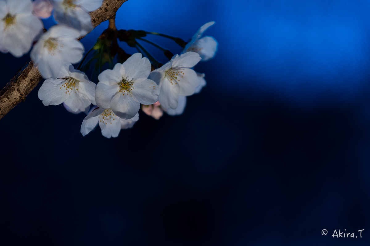 京都の桜 2015　〜祇園白川〜　その2_f0152550_21352868.jpg