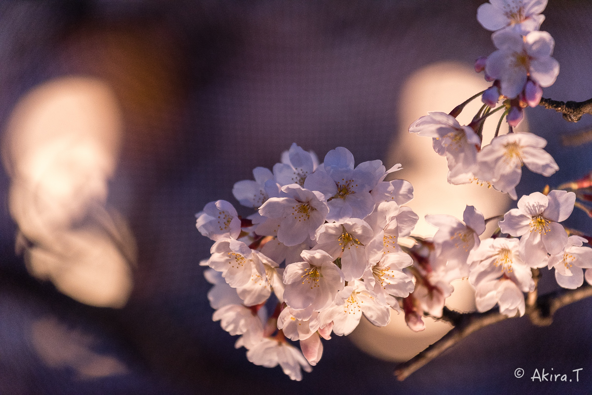 京都の桜 2015　〜祇園白川〜　その2_f0152550_21361365.jpg