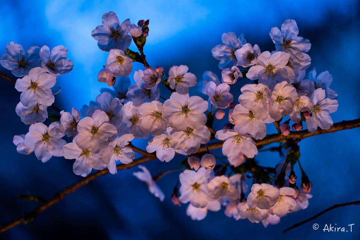 京都の桜 2015　〜祇園白川〜　その2_f0152550_21525412.jpg