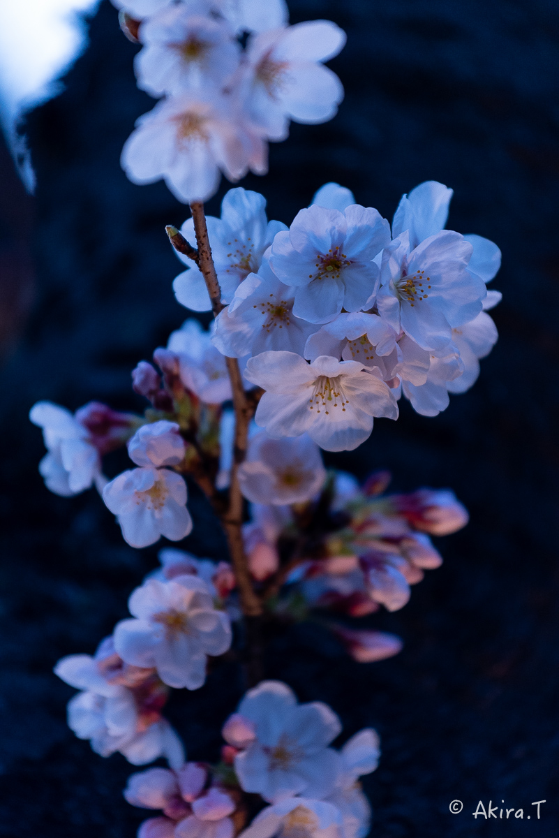 京都の桜 2015　〜祇園白川〜　その2_f0152550_2156331.jpg