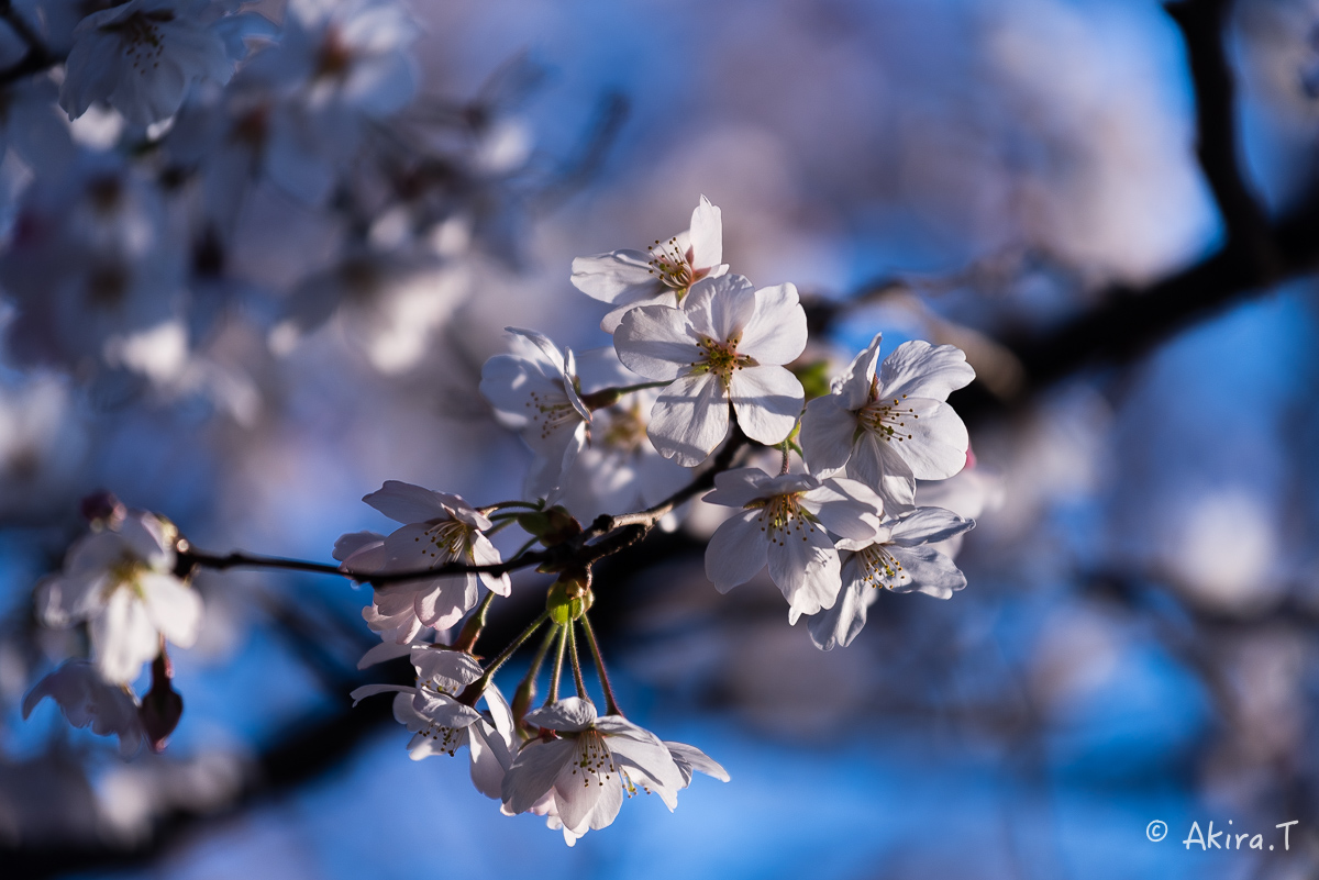 京都の桜 2015　〜祇園白川〜　その2_f0152550_2223465.jpg