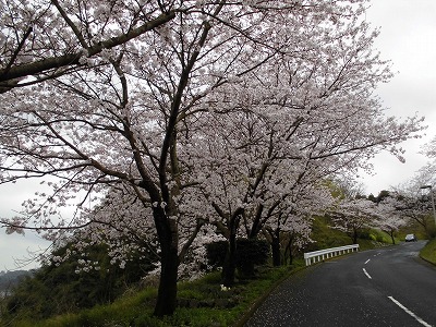 やっぱり春は桜ですねぇ♪_c0194551_15135264.jpg