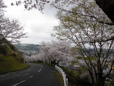 やっぱり春は桜ですねぇ♪_c0194551_1515731.jpg