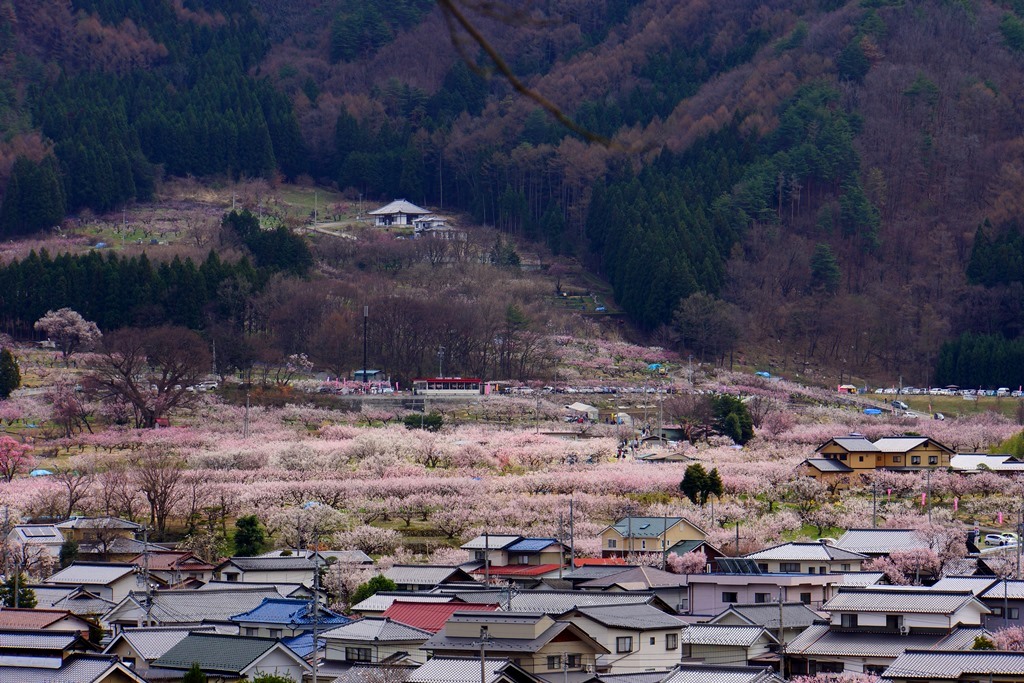 Apricot 2 長野県千曲市 あんずまつり 2 Photo 行雲流水