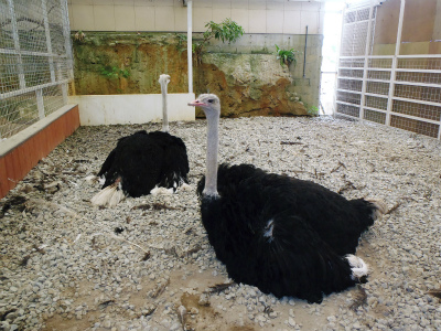 卵屋さんのミニミニ動物園_c0180460_8512267.jpg