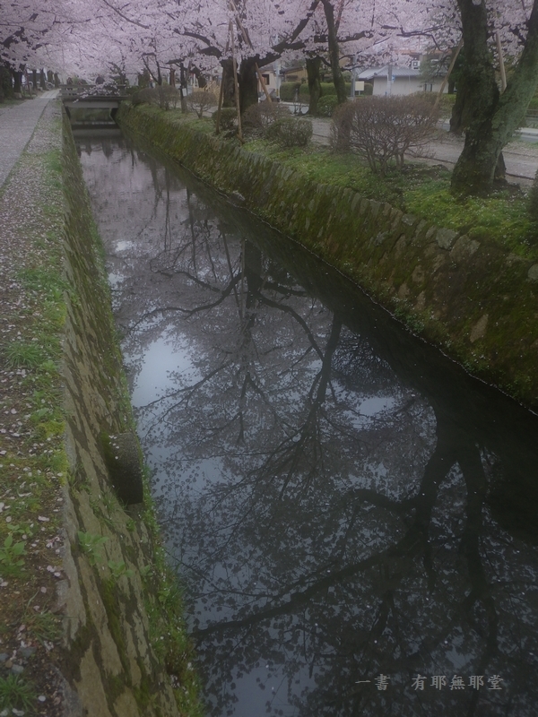 京都・桜色の頃　#4_a0157263_22394359.jpg