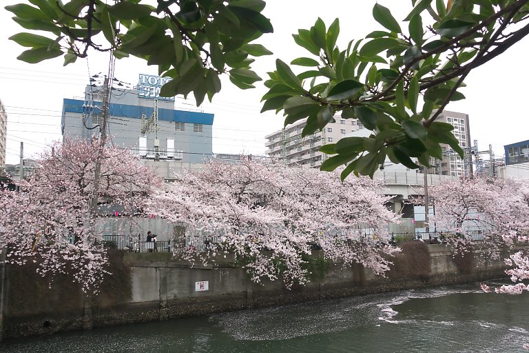 横浜　大岡川（4月3日）_c0057265_21224767.jpg