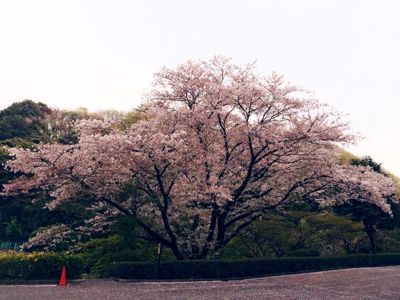 毎年挨拶しにいく桜の木_c0151965_12591615.jpg