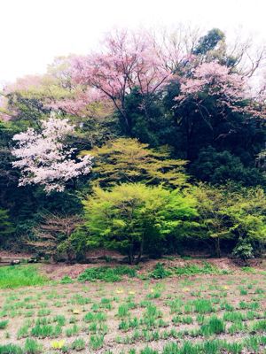 毎年挨拶しにいく桜の木_c0151965_12591861.jpg