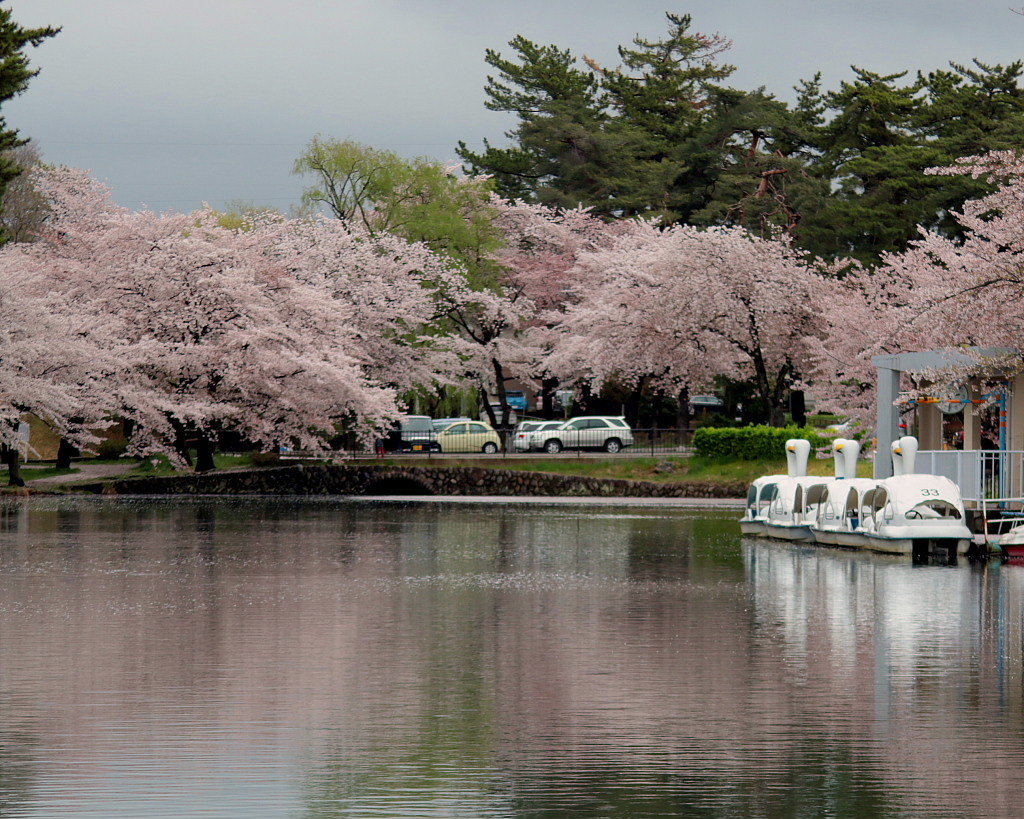 散り始めたサクラ　～敷島公園～_c0305565_17403446.jpg