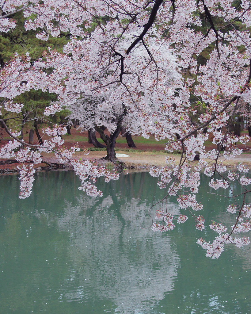 散り始めたサクラ　～敷島公園～_c0305565_17405926.jpg