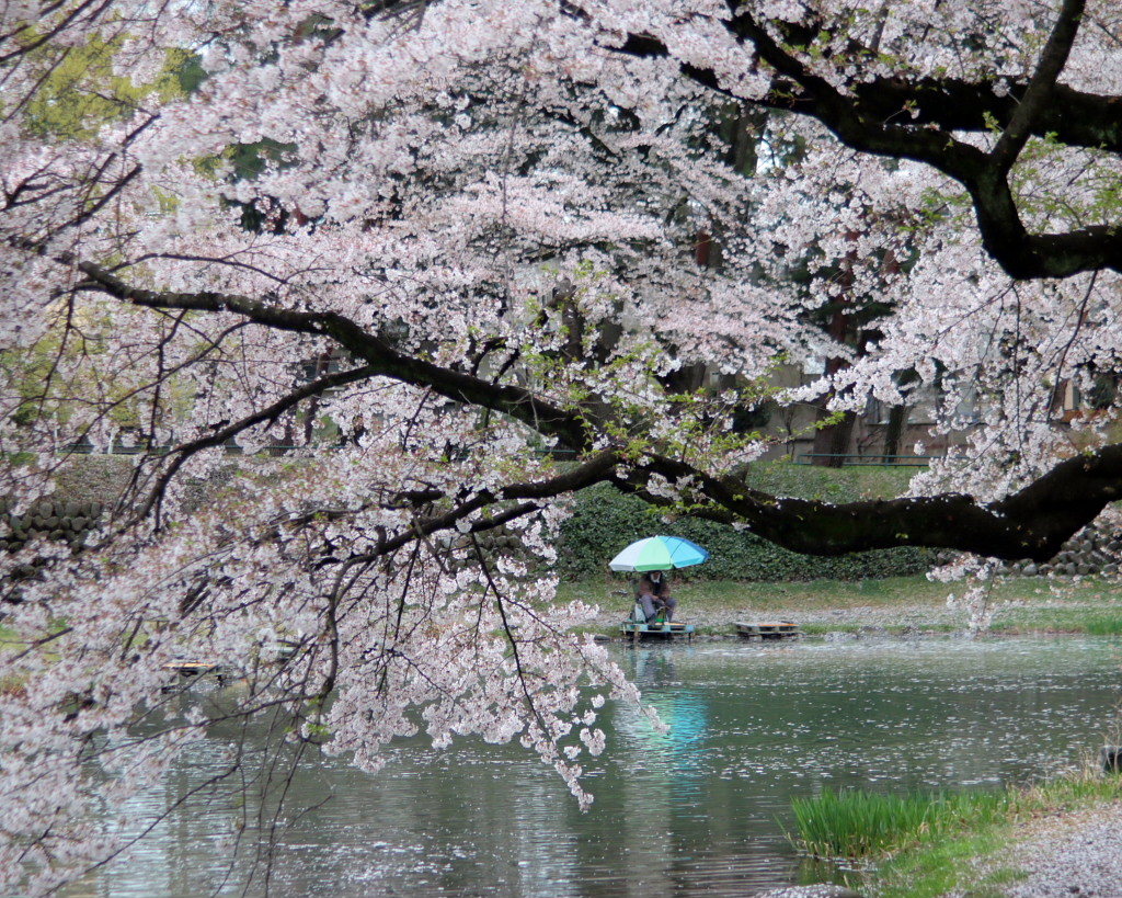 散り始めたサクラ　～敷島公園～_c0305565_17411020.jpg