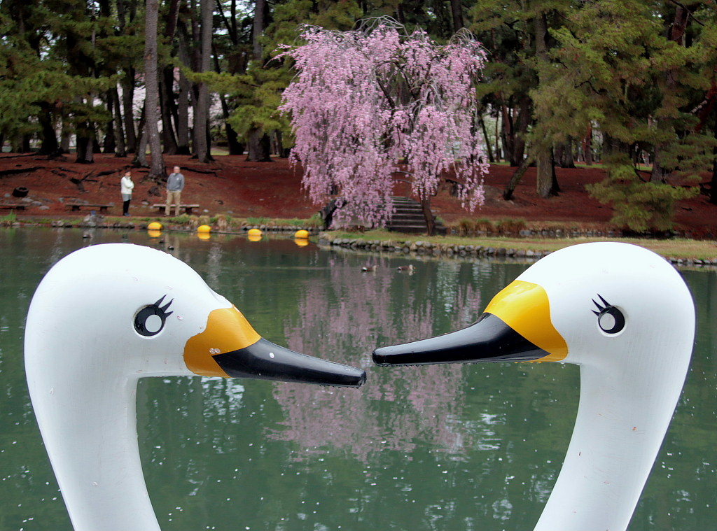 散り始めたサクラ　～敷島公園～_c0305565_17413417.jpg