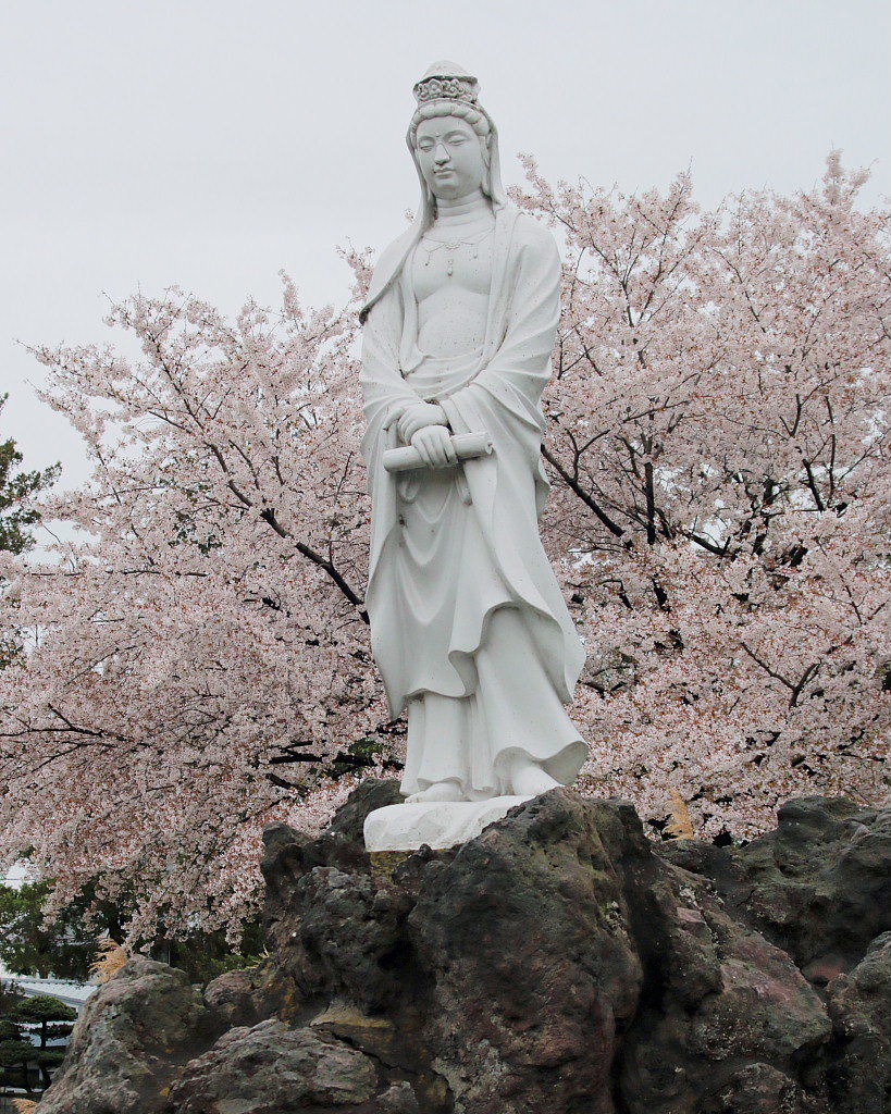 散り始めたサクラ　～敷島公園～_c0305565_17424525.jpg