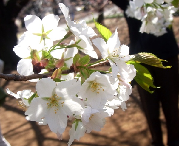 新宿御苑の桜～その2_e0153367_9454693.jpg