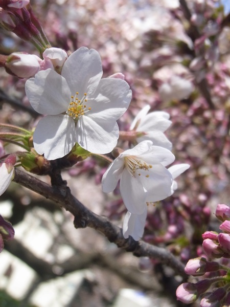 新宿御苑の桜～その2_e0153367_958365.jpg