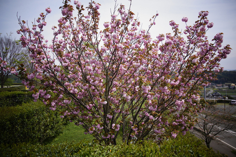 八重桜　　　　H27.4.8　晴れ_b0038868_2215670.jpg